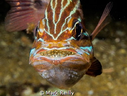 Cardinal fish showing eggs by Mark Reilly 
